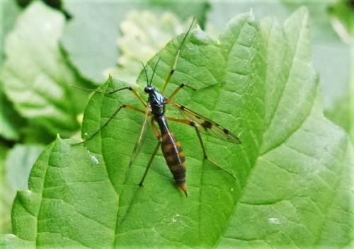 Ptychoptera contaminata