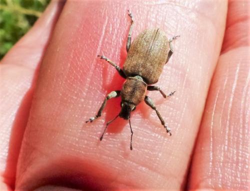 Réf. 186 476 : Tanymecus palliatus