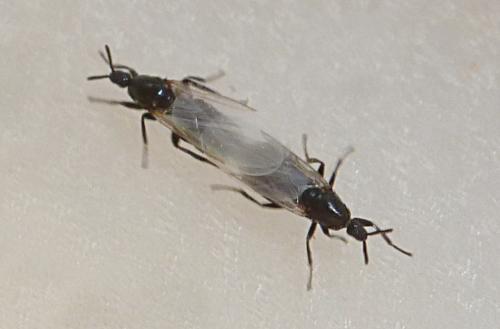 Reichertella nigra