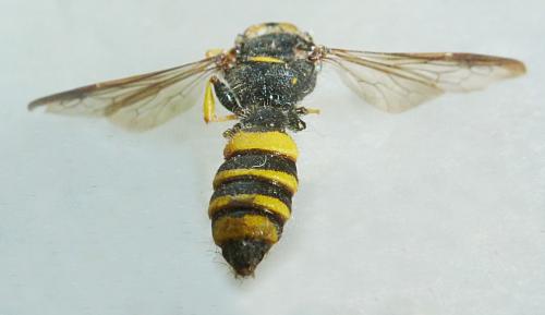 Cerceris (quadricincta)