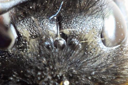 Bombus terrestris