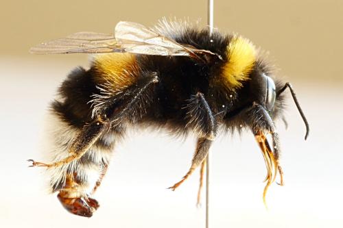 Bombus terrestris