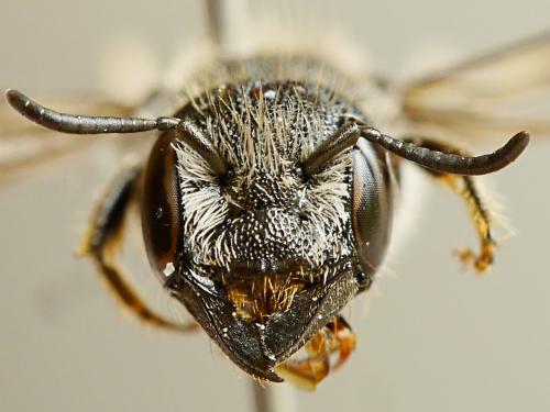 Heriades truncorum
