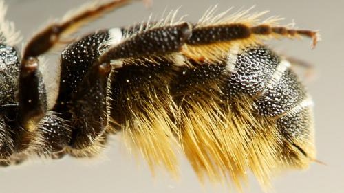 Heriades truncorum