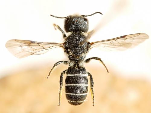 Heriades truncorum