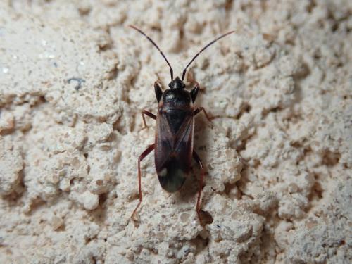 Réf. 186 000 : Eremocoris fenestratus