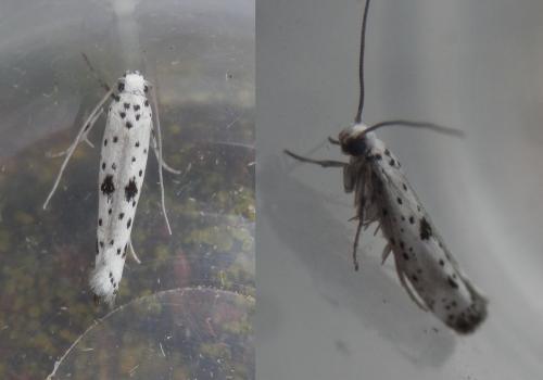 Yponomeuta plumbella