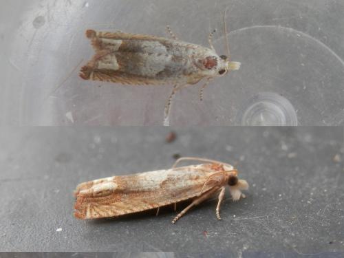 Réf. 186 138 : Eucosma conterminana