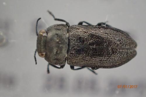 Réf. 186 163 : Anthaxia godeti