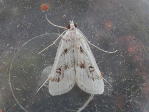 Réf. 186 771 : Parapoynx stratiotata