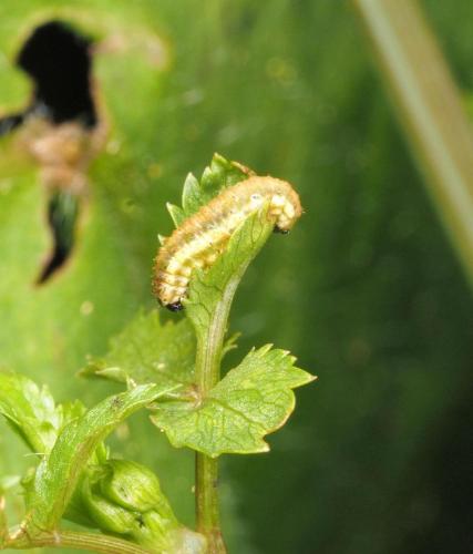 Hypera conmaculata