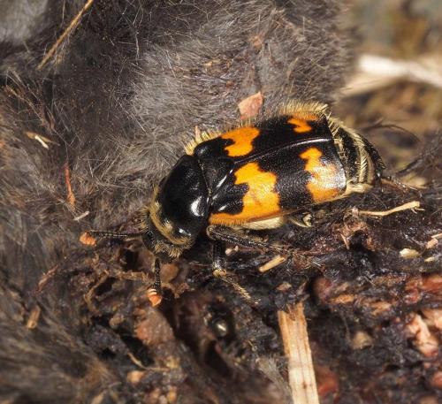 Nicrophorus vespillo