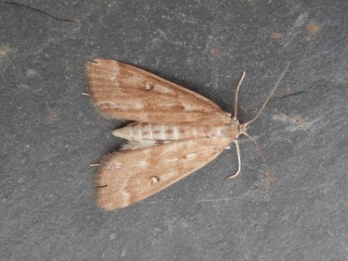 Réf. 186 770 : Parapoynx stratiotata