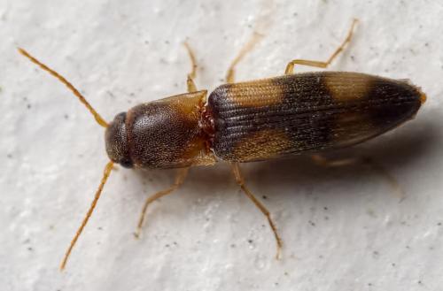 Betarmon bisbimaculatus