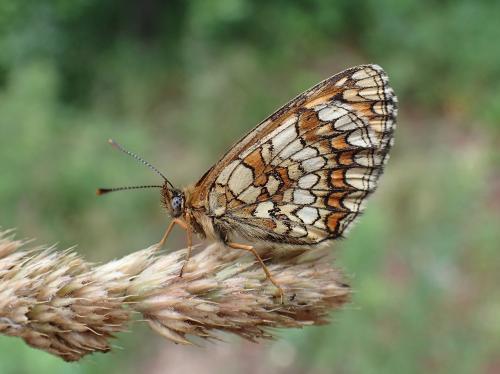 Melitaea athalia