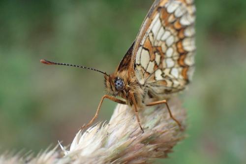 Melitaea athalia