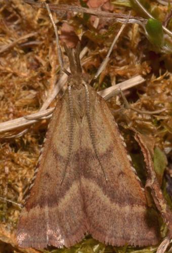 Réf. 186 896 : Synaphe punctalis