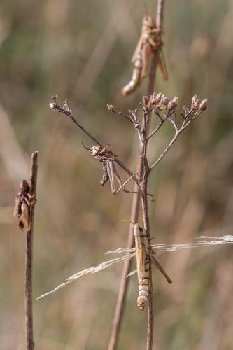 Euchorthippus declivus