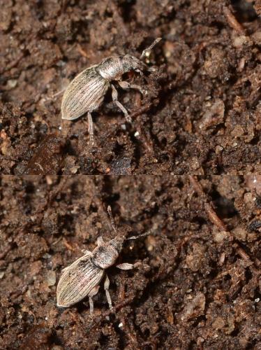 Réf. 186 388 : Polydrusus sp.
