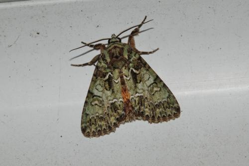 Réf. 186 309 : Polyphaenis sericata