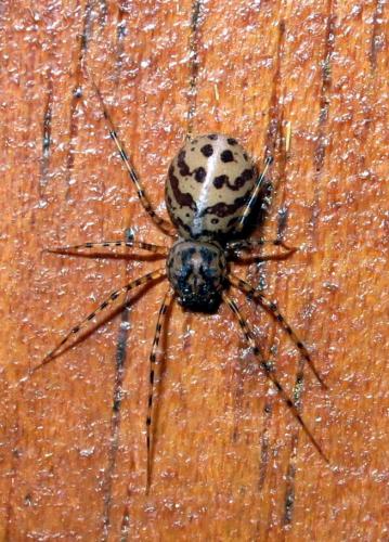 Réf. 186 780 : Scytodes thoracica