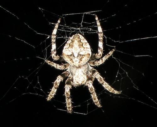 Araneus angulatus