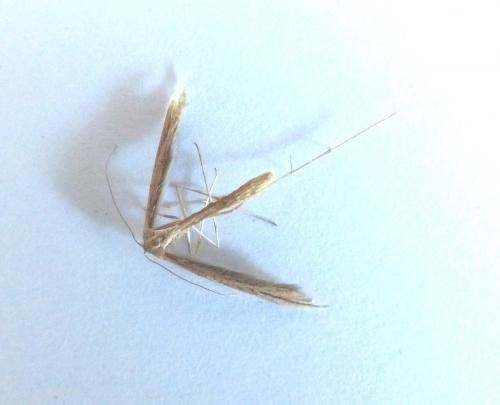 Stenoptilia sp.