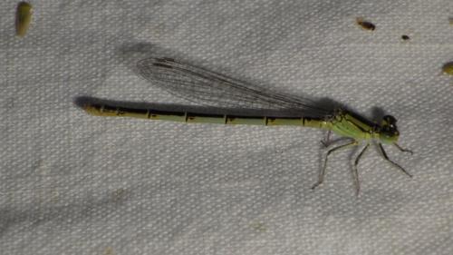 Erythromma lindenii