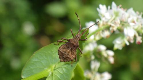 Réf. 186 859 : Coreus marginatus