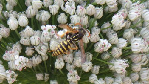 Polistes sp.
