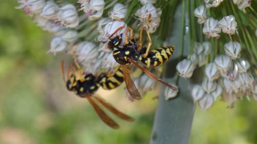 Réf. 186 880 : Polistes dominula