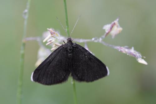 Odezia atrata