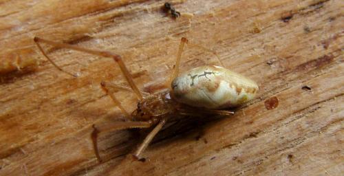 Réf. 186 495 : Tetragnatha sp.