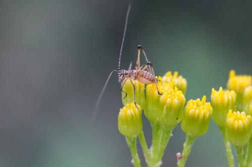 Réf. 186 452 : Phaneroptera sp.