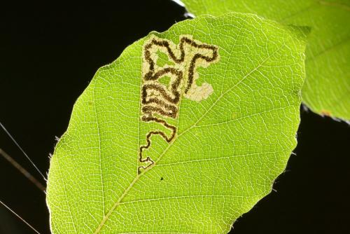 Stigmella tityrella