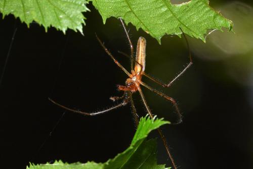 Tetragnatha sp.