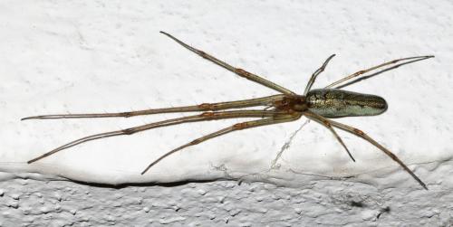 Réf. 186 979 : Tetragnatha sp.