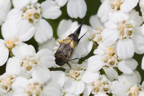 Réf. 186 981 : Variimorda villosa