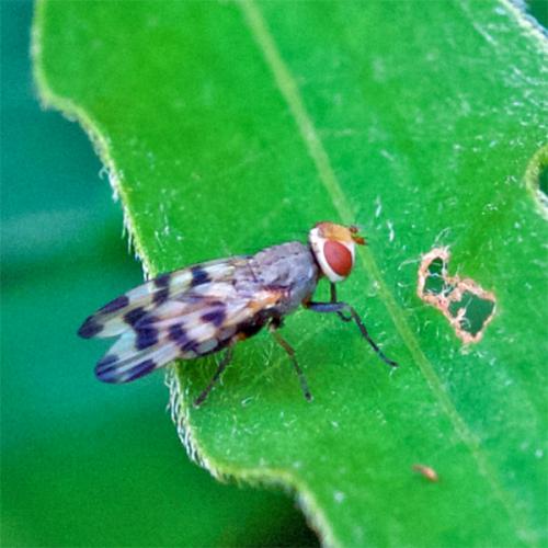 Melieria picta