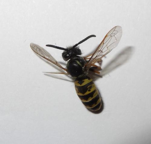 Vespula vulgaris