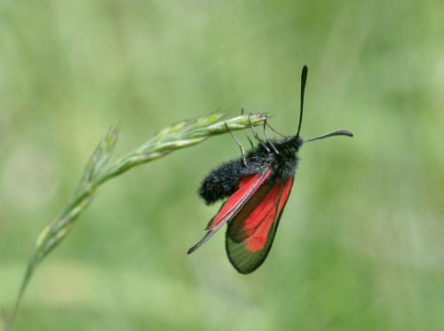 Zygaena brizae