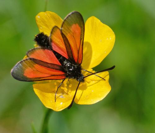 Zygaena brizae