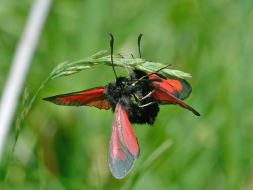 Zygaena divers