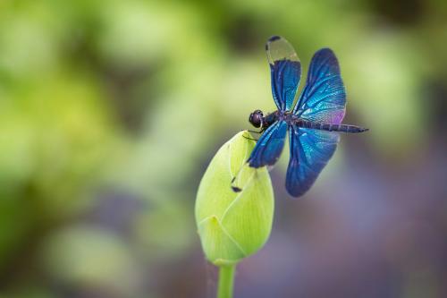 Rhyothemis fuliginosa