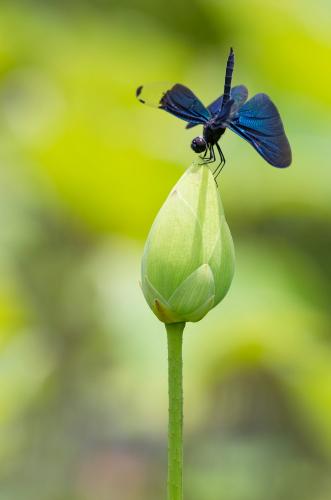 Rhyothemis fuliginosa