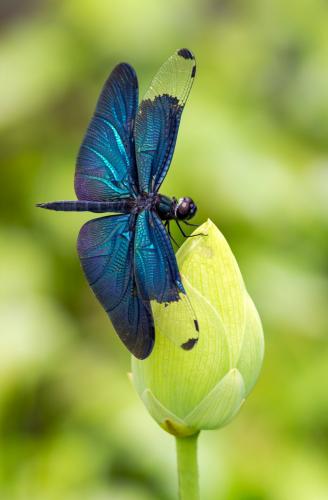 Rhyothemis fuliginosa
