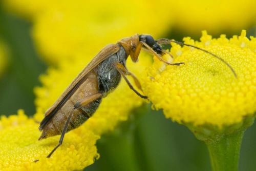 Oedemera podagrariae
