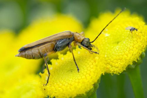 Oedemera podagrariae