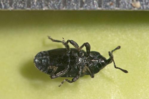 Aulacobaris coerulescens