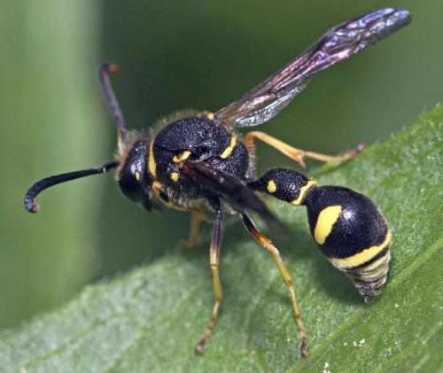 Eumenes sp.